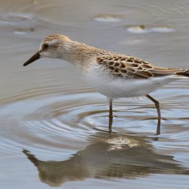 Semipalmated Sandpiper