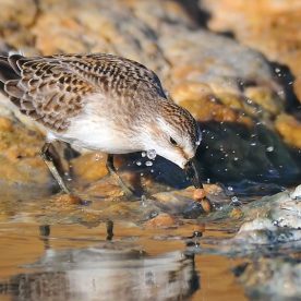 Semipalmated Sandpiper