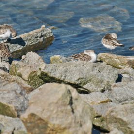 Semipalmated Sandpiper