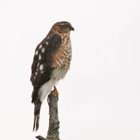 Sharp-shinned Hawk