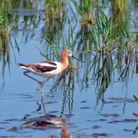American Avocet