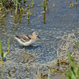 American Avocet