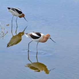 American Avocet
