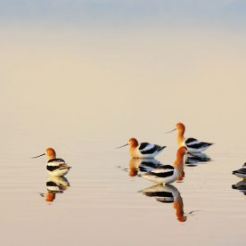 American Avocet