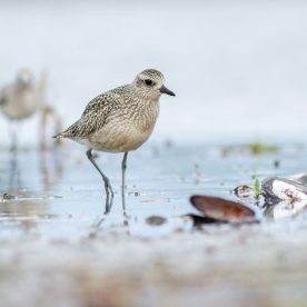American Golden Plover