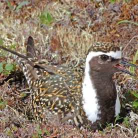 American Golden Plover