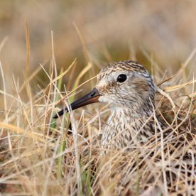 Baird's sandpiper