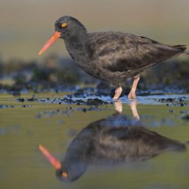 Black Oystercatcher