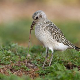 Black-bellied Plover