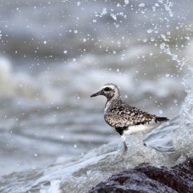 Black-bellied Plover