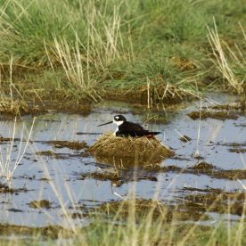 Black-necked Stilt