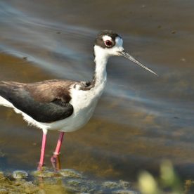 Black-necked Stilt