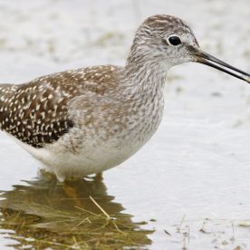 Lesser Yellowlegs