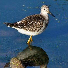 Lesser Yellowlegs