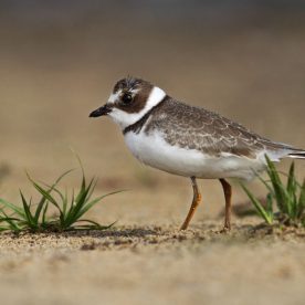 Semipalmated Plover