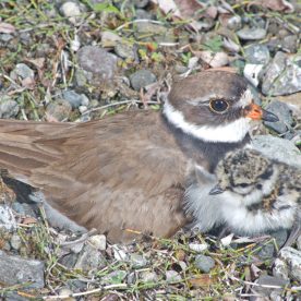 Semipalmated Plover