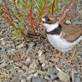Semipalmated Plover