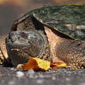 Snapping Turtle