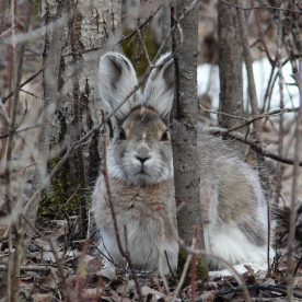 Snowshoe Hare