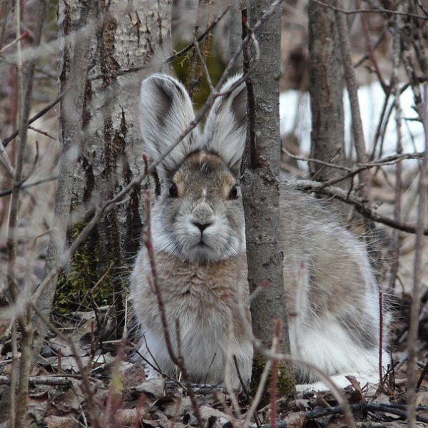 Snowshoe Hare - Hinterland Who's Who