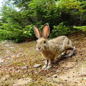 Snowshoe Hare