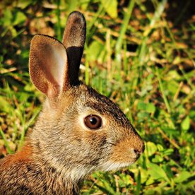 Snowshoe Hare