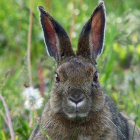 Snowshoe Hare