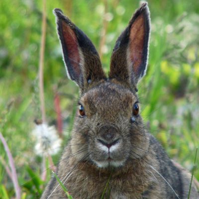 Snowshoe Hare - Hinterland Who's Who