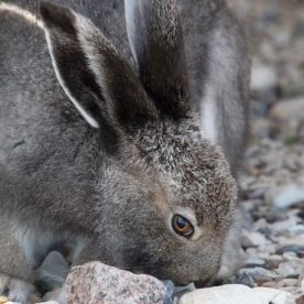 Snowshoe Hare