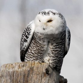 Snowy Owl