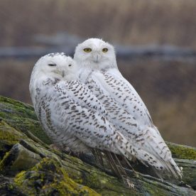 Snowy Owl