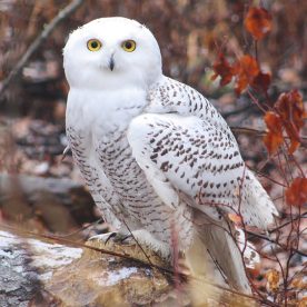 Snowy Owl