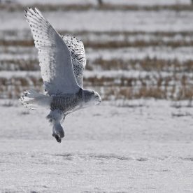Snowy Owl