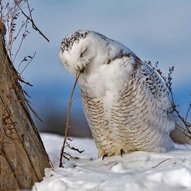 Snowy Owl