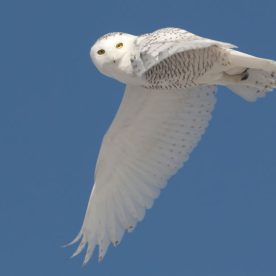 Snowy Owl