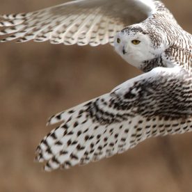 Snowy Owl