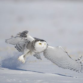 Snowy Owl