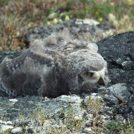 Snowy Owl