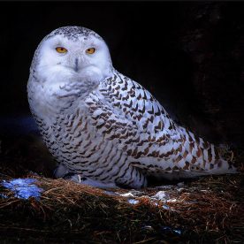Snowy Owl