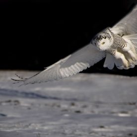 Snowy Owl