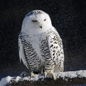 Snowy Owl