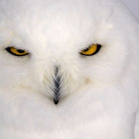 Snowy Owl