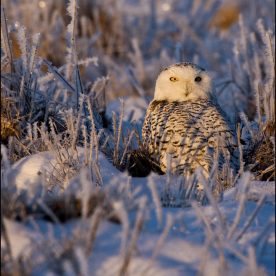 Snowy Owl