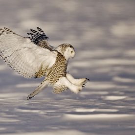 Snowy Owl