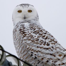 Snowy Owl