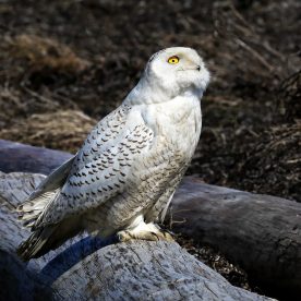 Snowy Owl