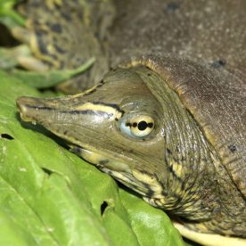 Spiny Softshell Turtle
