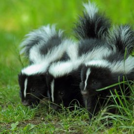 Striped Skunk