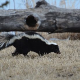 Striped Skunk