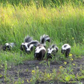 Striped Skunk